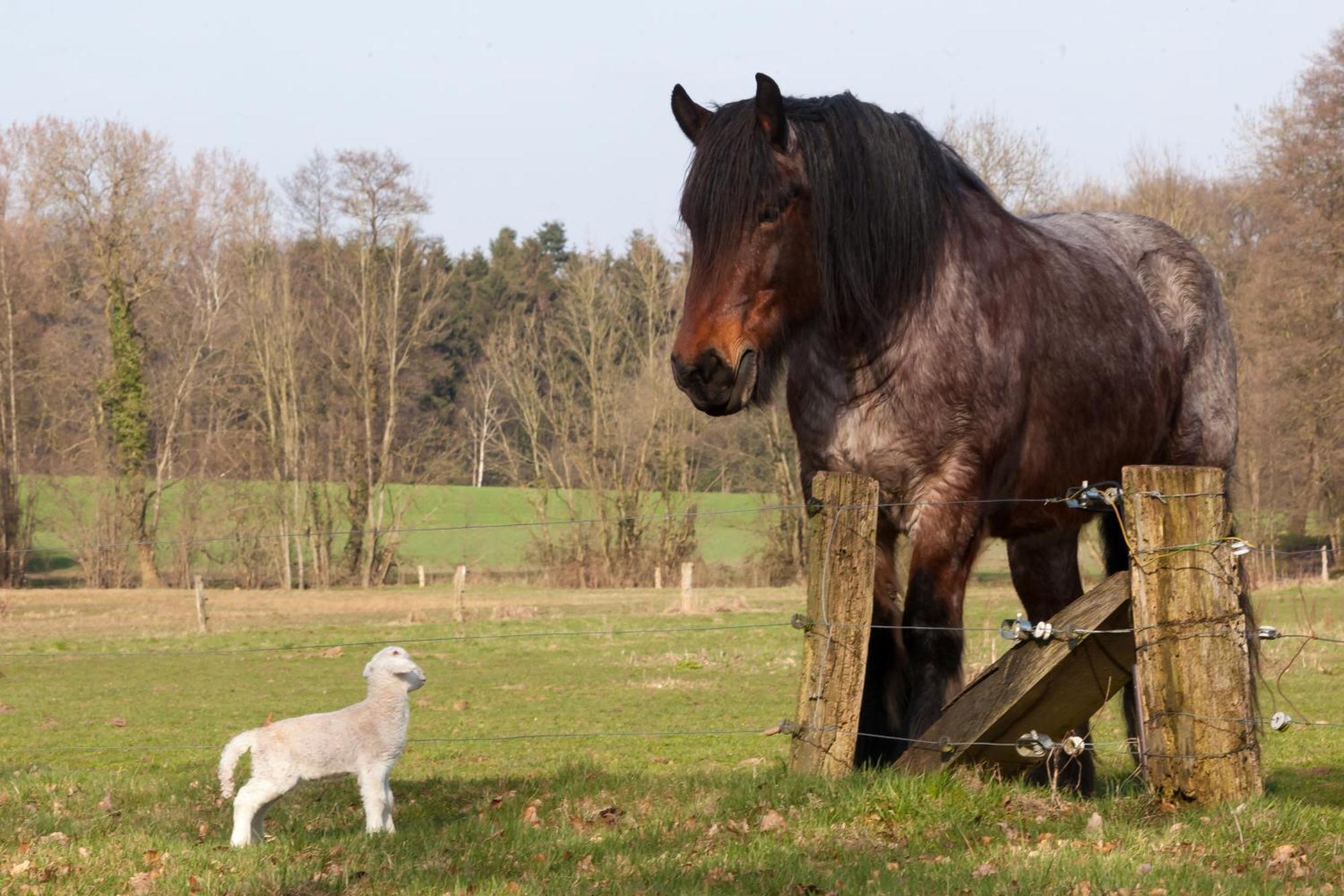 Holiday home Bos En Heide Hezingen