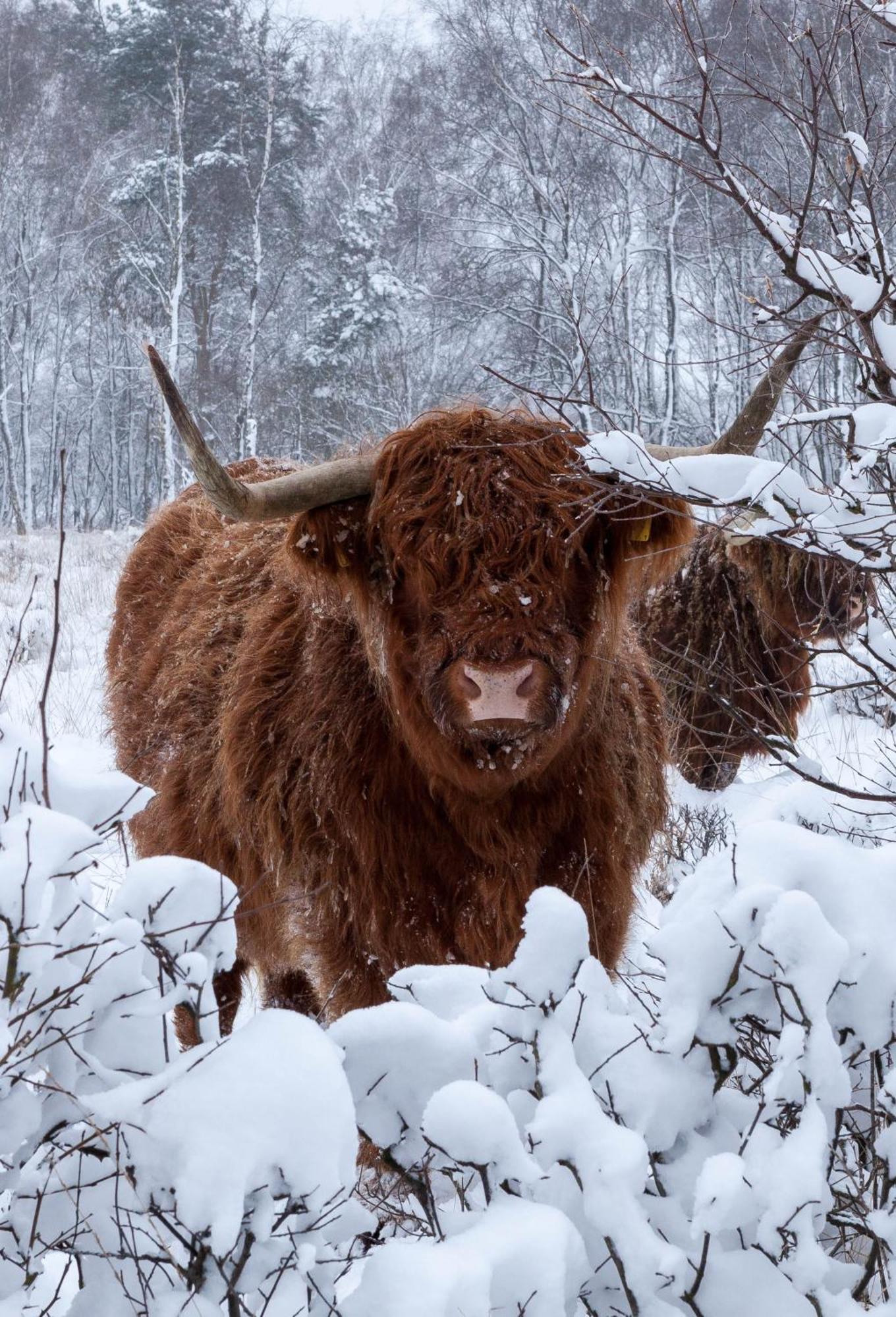 Bos En Heide *