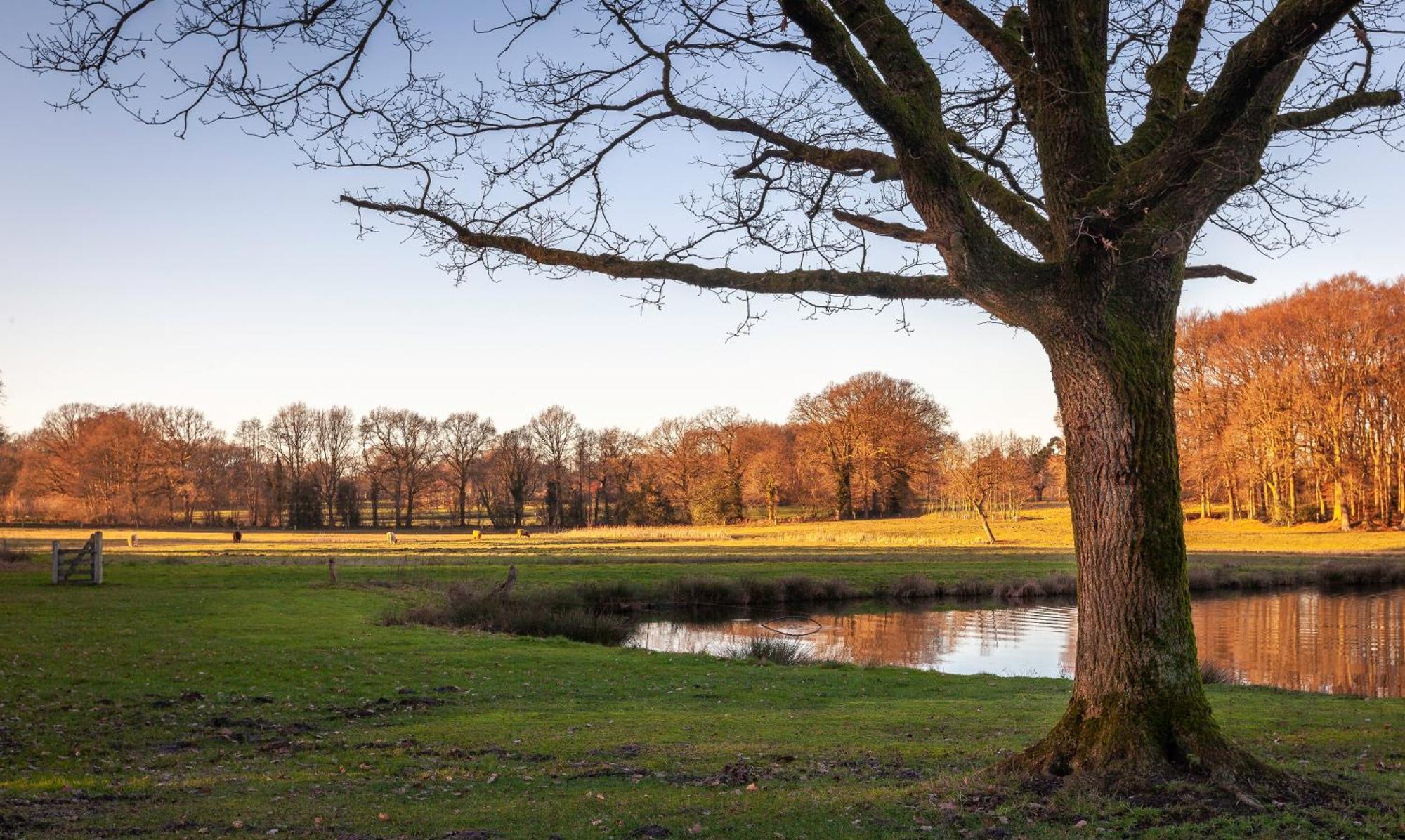 Bos En Heide