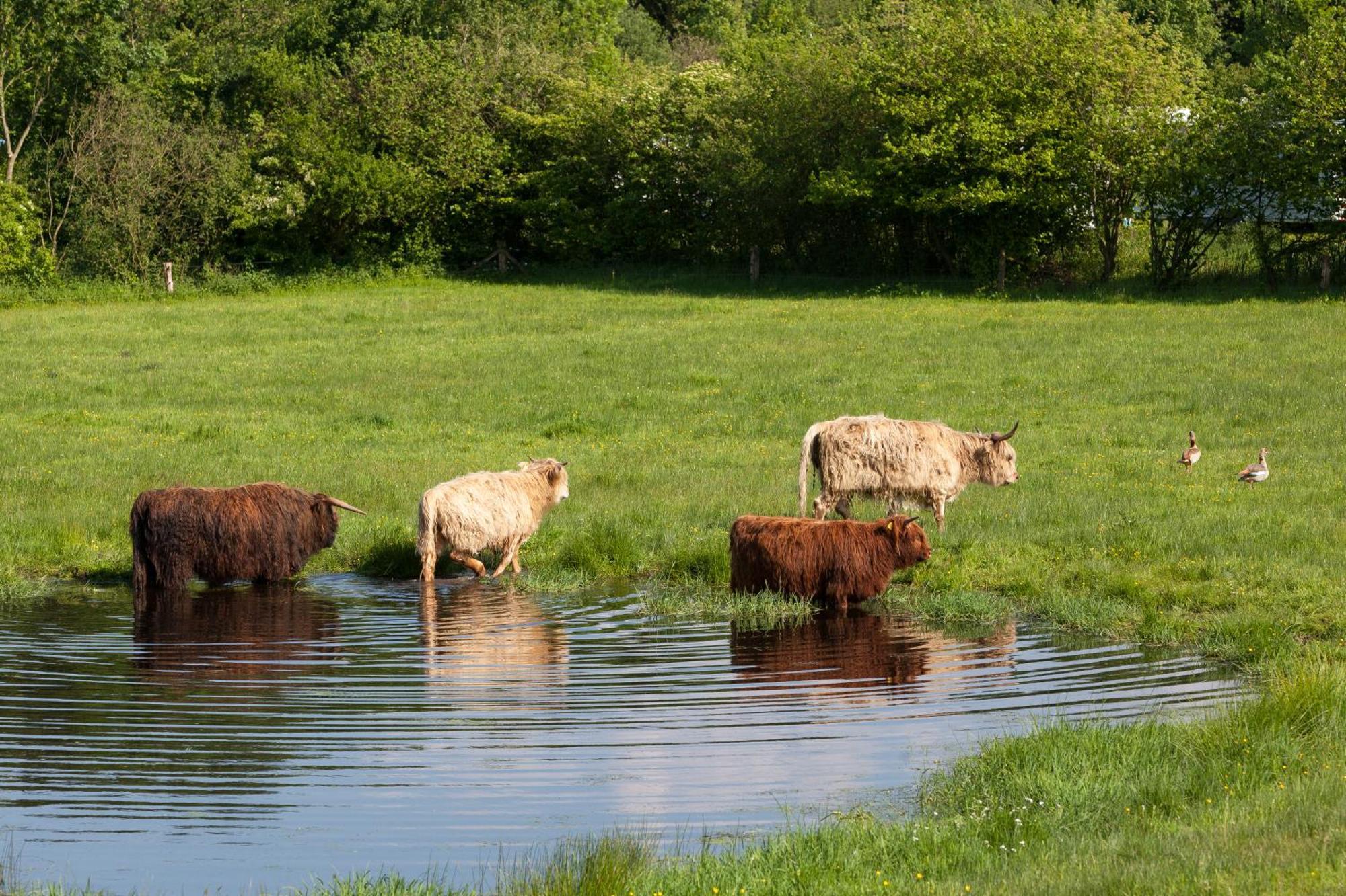 Bos En Heide Holiday home