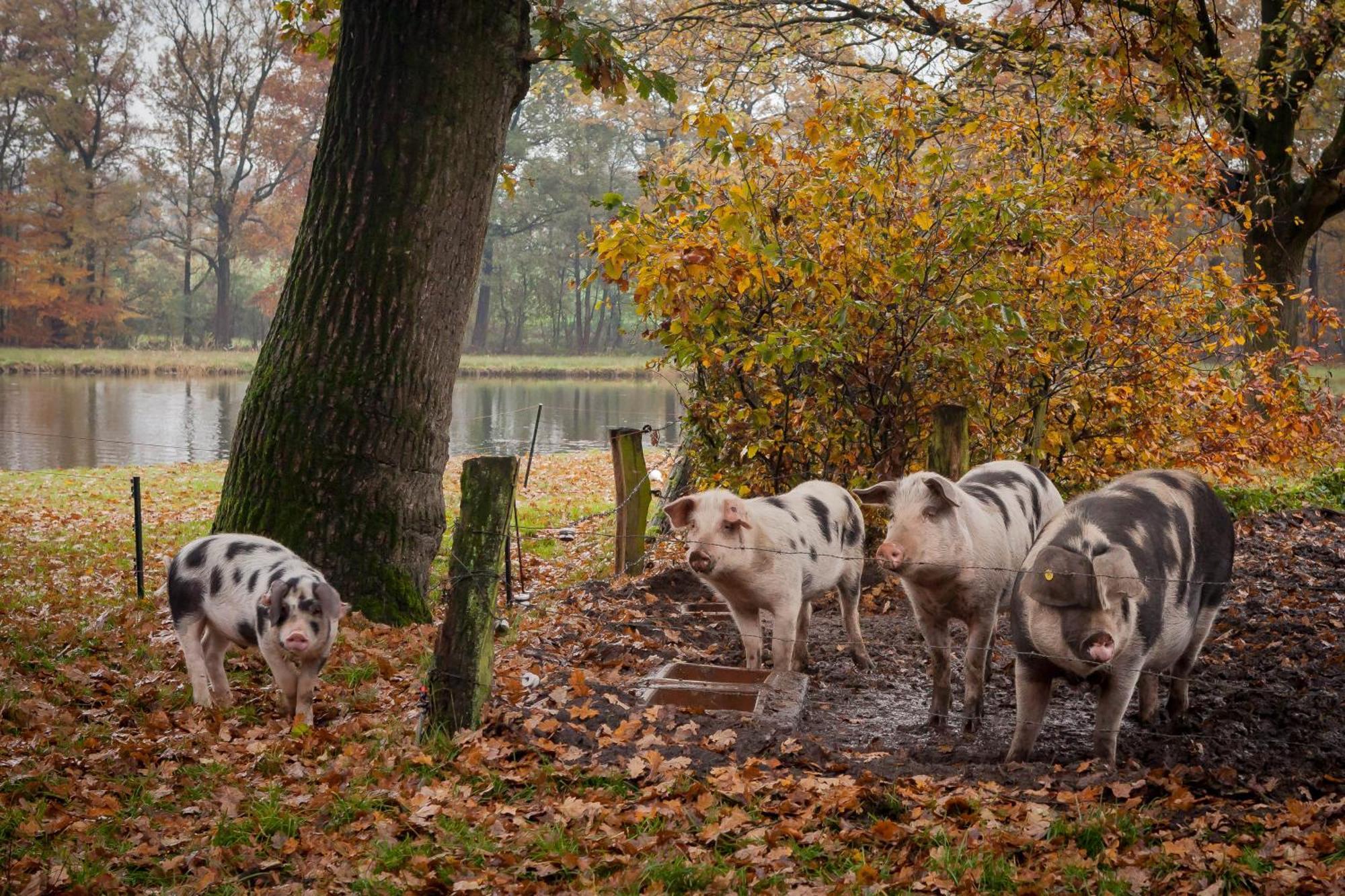 Bos En Heide Holiday home *