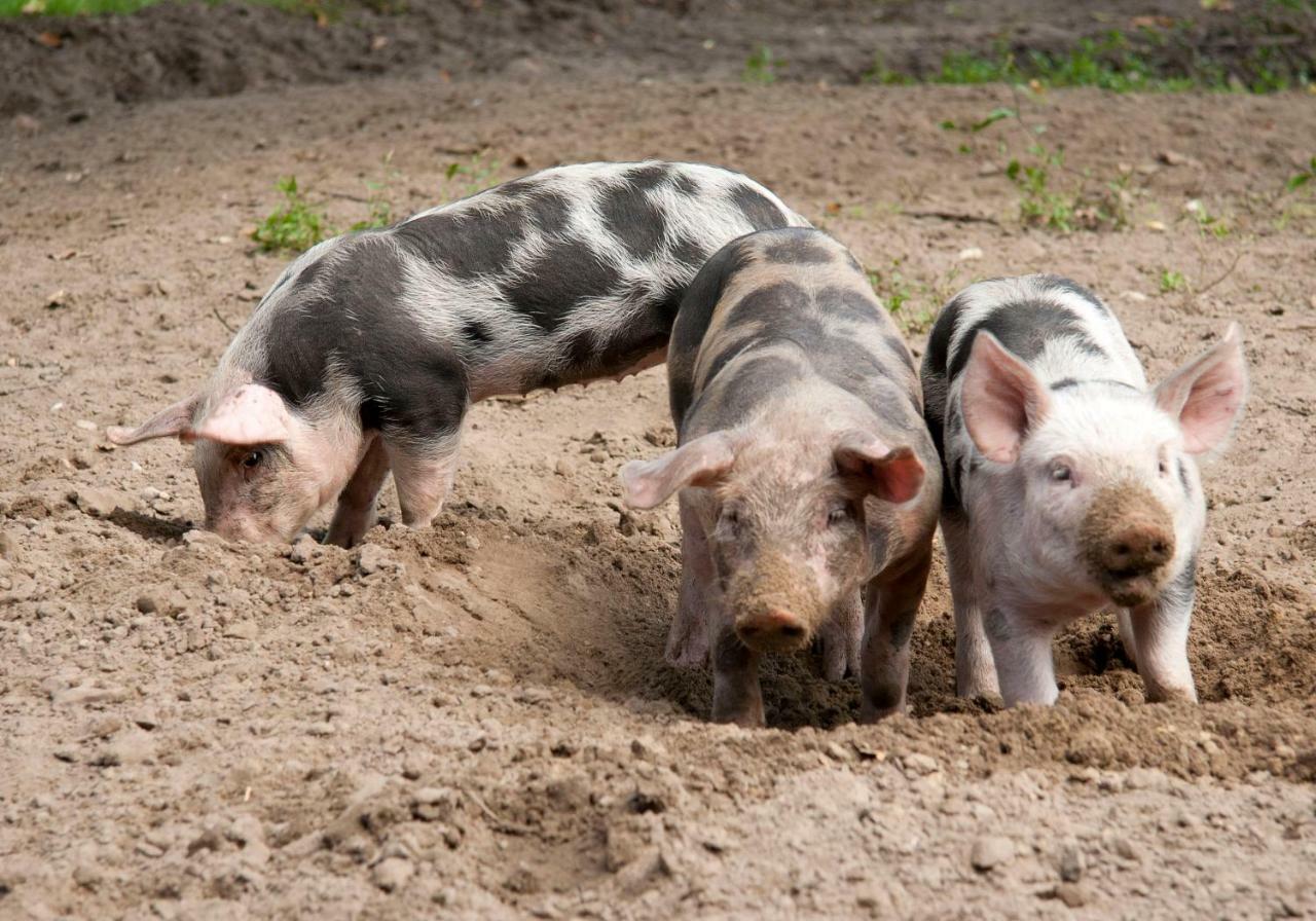 Bos En Heide Holiday home Hezingen